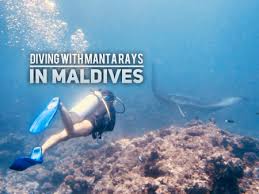Image result for Manta Divers Sub-Aqua Club