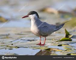 Attēlu rezultāti vaicājumam “Chlidonias hybrida adult”