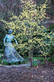 Attēlu rezultāti vaicājumam “Cornus mas”