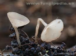 Attēlu rezultāti vaicājumam “Ciboria amentacea”