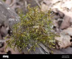 Attēlu rezultāti vaicājumam “Sanionia uncinata”