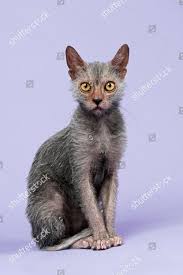 Attēlu rezultāti vaicājumam “Felis silvestris catus juvenile”