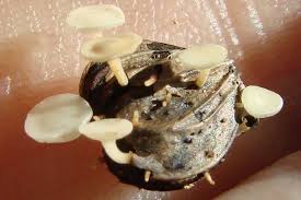 Attēlu rezultāti vaicājumam “Hymenoscyphus fructigenus”