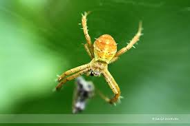 Image result for st andrews cross spider