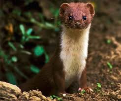 Attēlu rezultāti vaicājumam “Mustela nivalis adult”