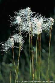 Attēlu rezultāti vaicājumam “Trichophorum alpinum fruit”