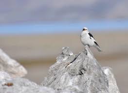 Attēlu rezultāti vaicājumam “Plectrophenax nivalis adult”