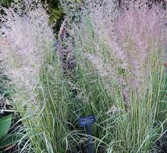 Attēlu rezultāti vaicājumam “Calamagrostis purpurea fruit”