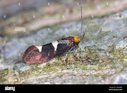 Attēlu rezultāti vaicājumam “Incurvariidae”