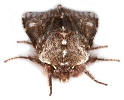 Attēlu rezultāti vaicājumam “Brachionycha nubeculosa”