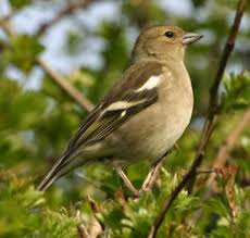 Attēlu rezultāti vaicājumam “Fringillidae”