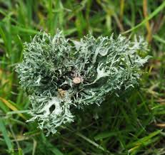 Attēlu rezultāti vaicājumam “Ramalina fastigiata”