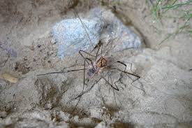 Attēlu rezultāti vaicājumam “Phalangium opilio”