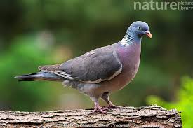 Image result for Columba palumbus