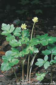 Attēlu rezultāti vaicājumam “Adoxa moschatellina”