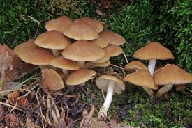 Attēlu rezultāti vaicājumam “Psathyrella pygmaea”