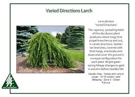 Attēlu rezultāti vaicājumam “Larix decidua”