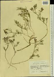 Attēlu rezultāti vaicājumam “Astragalus arenarius”