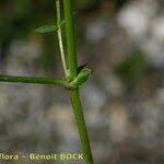 Attēlu rezultāti vaicājumam “Astragalus danicus fruit”
