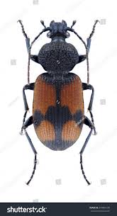 Attēlu rezultāti vaicājumam “Panagaeus cruxmajor”