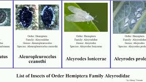 Attēlu rezultāti vaicājumam “Aleurochiton aceris”