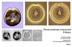 Attēlu rezultāti vaicājumam “Colloderma oculatum macro”