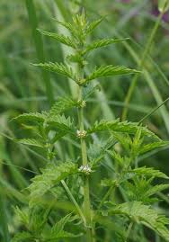 Attēlu rezultāti vaicājumam “Lycopus europaeus”