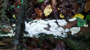 Attēlu rezultāti vaicājumam “Oxyporus corticola”