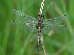 Attēlu rezultāti vaicājumam “Leucorrhinia rubicunda”