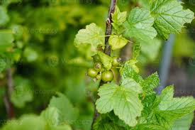 Attēlu rezultāti vaicājumam “Ribes nigrum leaf”