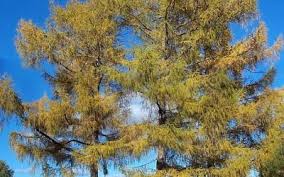 Attēlu rezultāti vaicājumam “Larix”