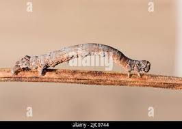 Attēlu rezultāti vaicājumam “Crocallis elinguaria larva”