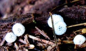 Attēlu rezultāti vaicājumam “Ceratiomyxa porioides spores”