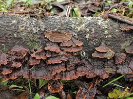 Attēlu rezultāti vaicājumam “Hymenochaete tabacina”