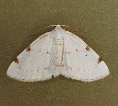 Attēlu rezultāti vaicājumam “Lomographa bimaculata”