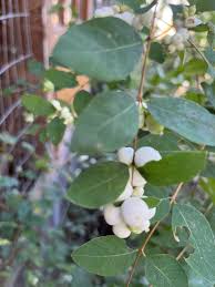 Attēlu rezultāti vaicājumam “Symphoricarpos albus”
