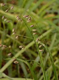 Attēlu rezultāti vaicājumam “Melica nutans”