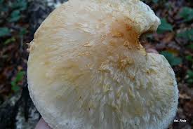 Attēlu rezultāti vaicājumam “Pholiota heteroclita”