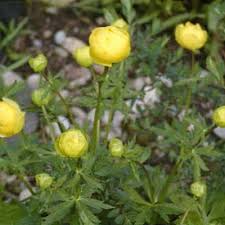 Attēlu rezultāti vaicājumam “Trollius europaeus leaf”