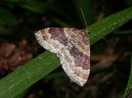 Attēlu rezultāti vaicājumam “Xanthorhoe spadicearia”