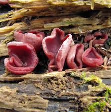 Attēlu rezultāti vaicājumam “Ascocoryne cylichnium”