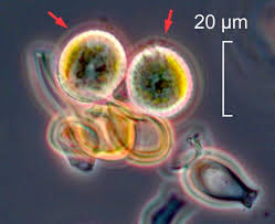 Attēlu rezultāti vaicājumam “Brachypodium sylvaticum fruit”