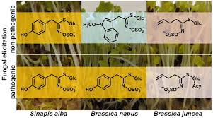 Attēlu rezultāti vaicājumam “Erysimum hieracifolium fruit”