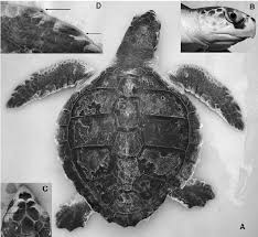 Image result for Lepidochelys kempii