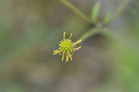 Attēlu rezultāti vaicājumam “Ranunculus lanuginosus bud”