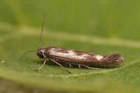 Attēlu rezultāti vaicājumam “Scythris limbella”