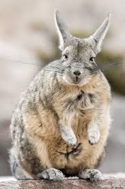 Image result for viscacha