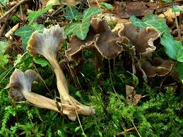 Attēlu rezultāti vaicājumam “Pseudocraterellus”