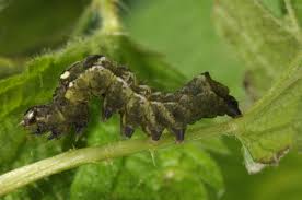 Attēlu rezultāti vaicājumam “Abrostola triplasia”