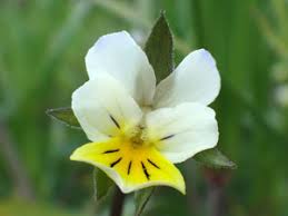 Attēlu rezultāti vaicājumam “xComagaria rosea  flower”